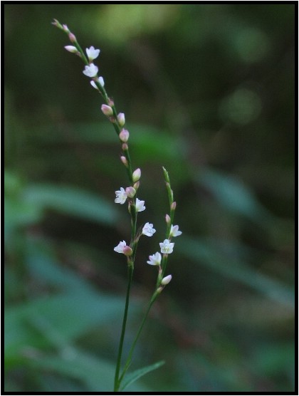 タデ科の植物 野草風薫