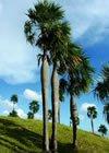 Costa Rica / コスタリカ_c0157558_20132493.jpg