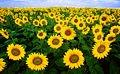 Sunflowers_c0157558_20175837.jpg