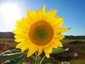 Sunflowers _c0157558_201988.jpg