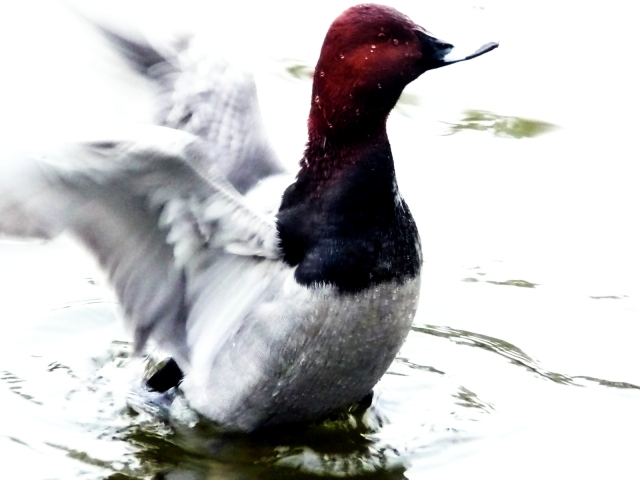 石神井公園の野鳥２_d0079081_20193626.jpg