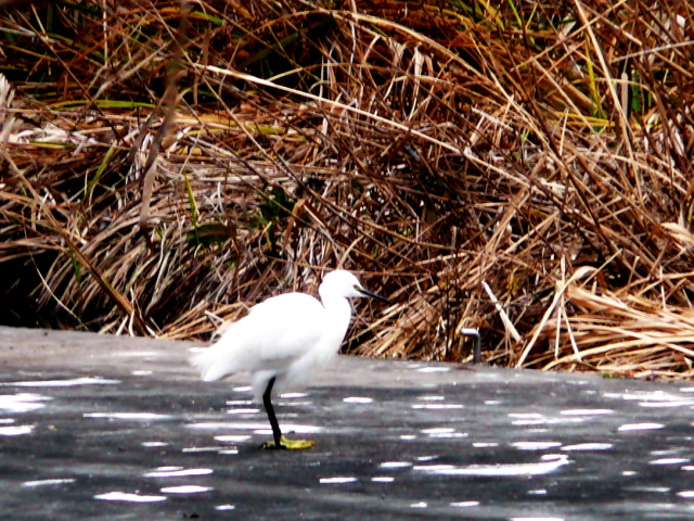 石神井公園の野鳥２_d0079081_20201389.jpg