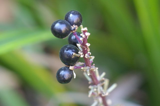 e0070891_1824168.jpg
