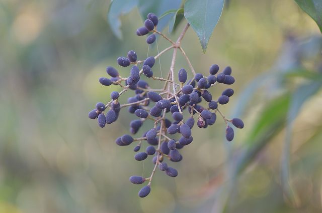 e0070891_18272516.jpg