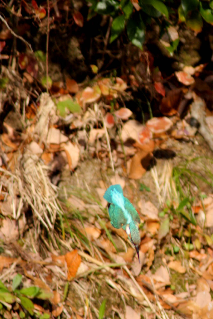 d0085715_013133.jpg