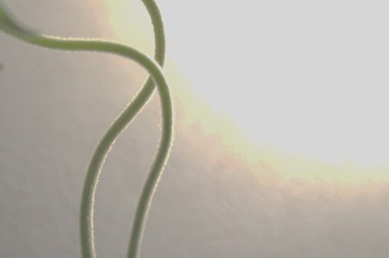 e0126350_118296.jpg