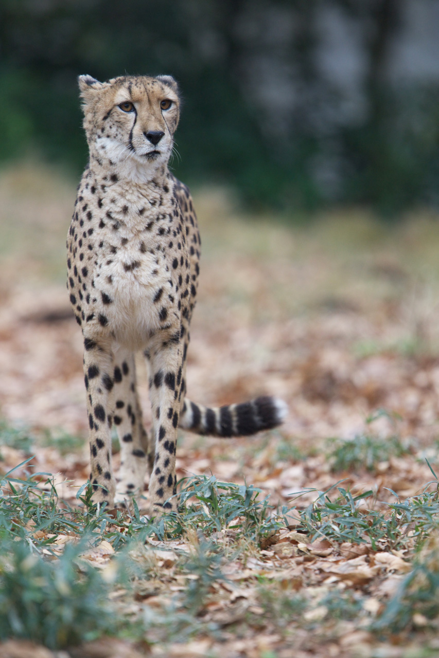 多摩動物公園213_e0060169_78821.jpg