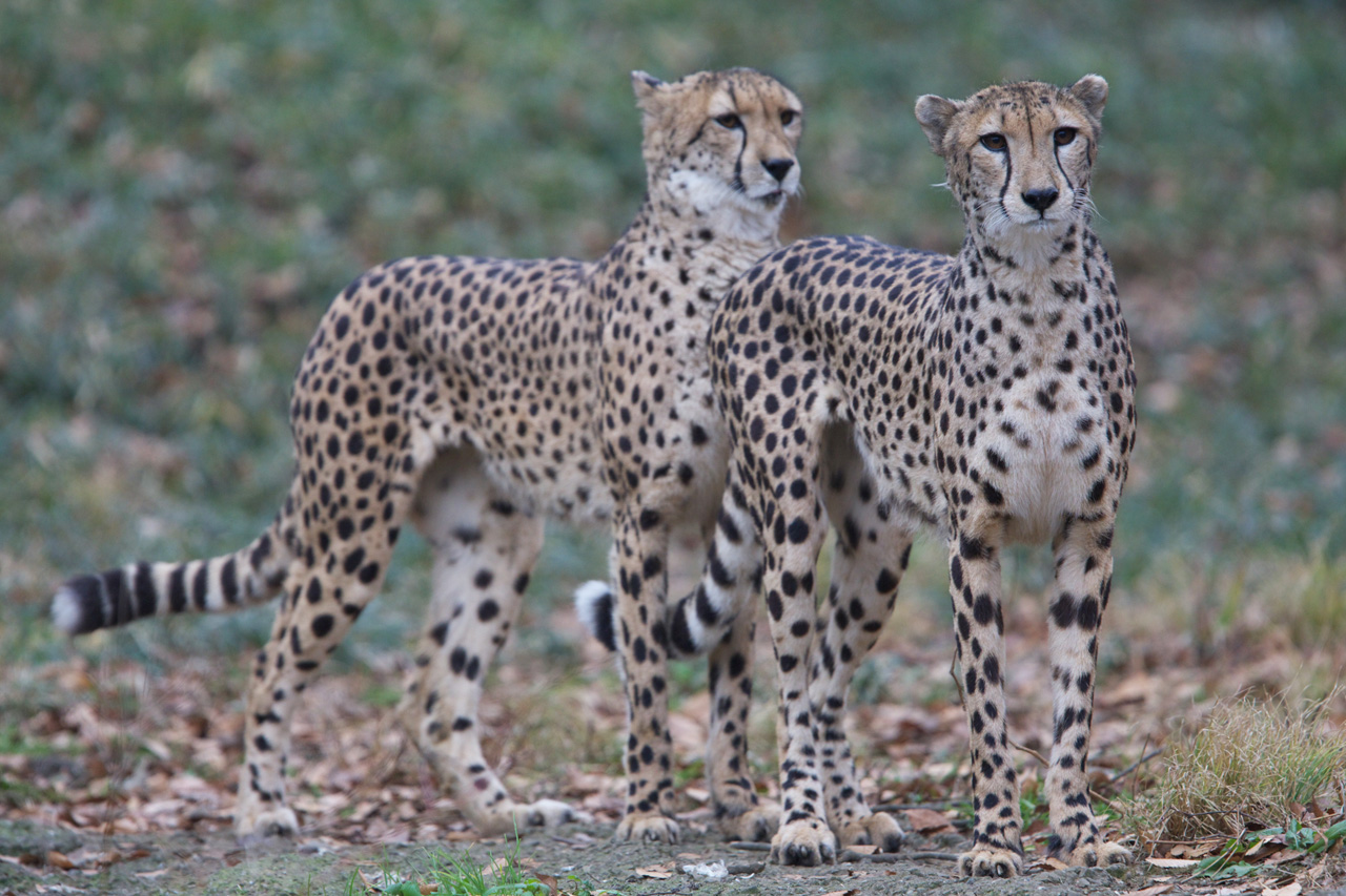 多摩動物公園213_e0060169_7988.jpg