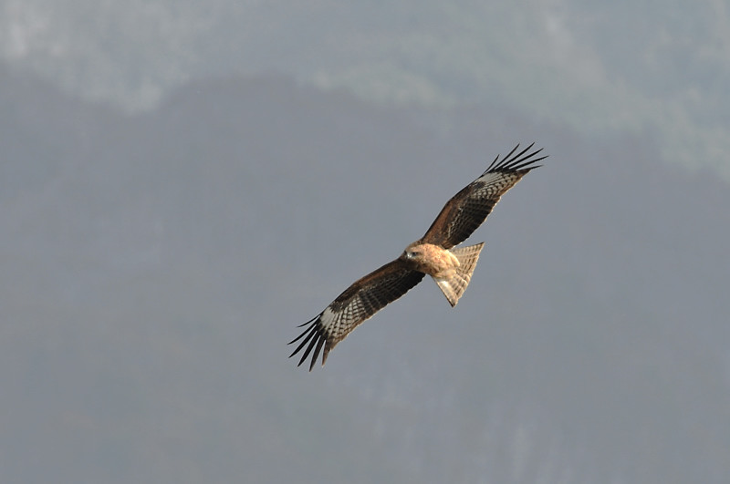 ユリカモメ_f0053272_9254216.jpg