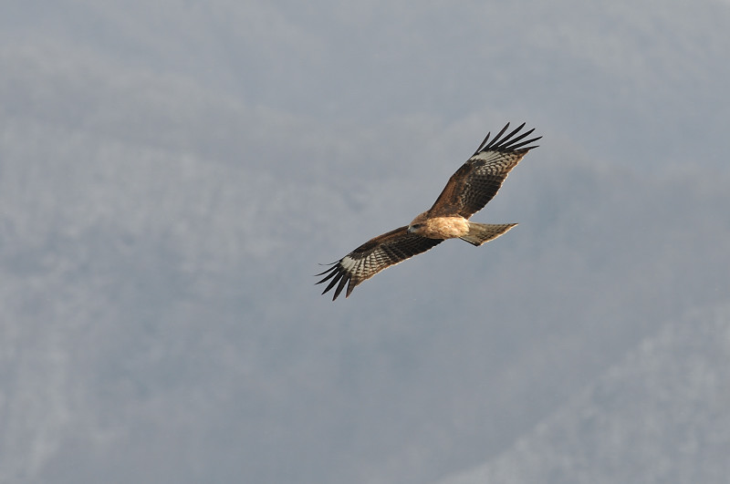 ユリカモメ_f0053272_925910.jpg