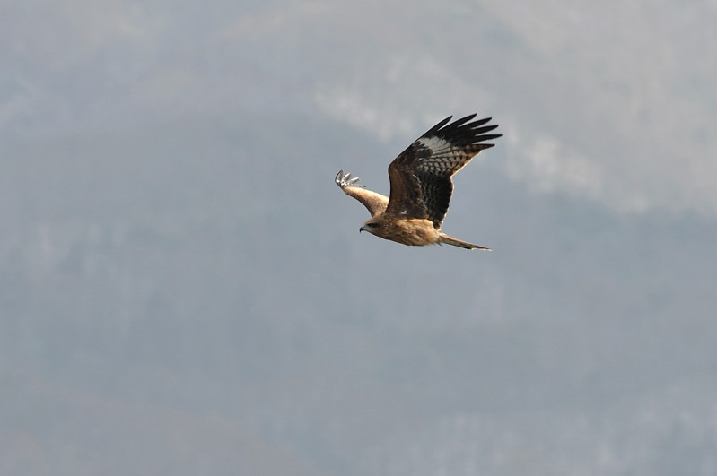 ユリカモメ_f0053272_926448.jpg