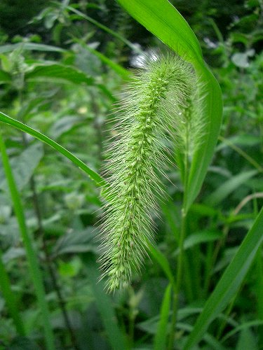 アキノエノコログサ(秋の犬子草)_c0085874_18402749.jpg