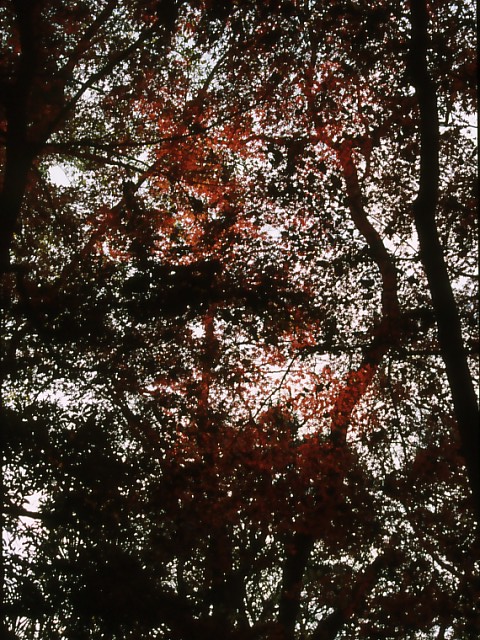 b0074377_19203245.jpg