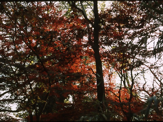 b0074377_1920958.jpg
