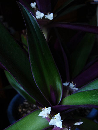 ムラサキオモトの花が綺麗です 子猫の迷い道