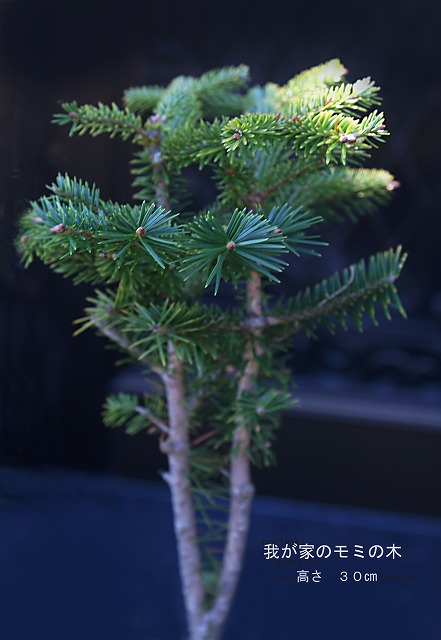 e0039703_12354065.jpg