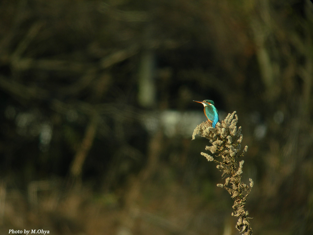 f0003418_13262077.jpg