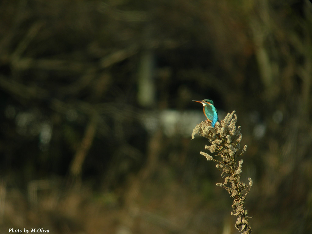 鳥撮り再開！！_f0003418_13262077.jpg