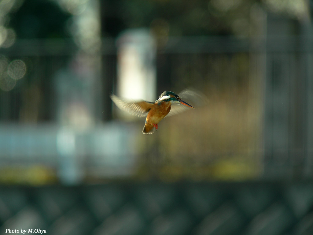 鳥撮り再開！！_f0003418_13281192.jpg