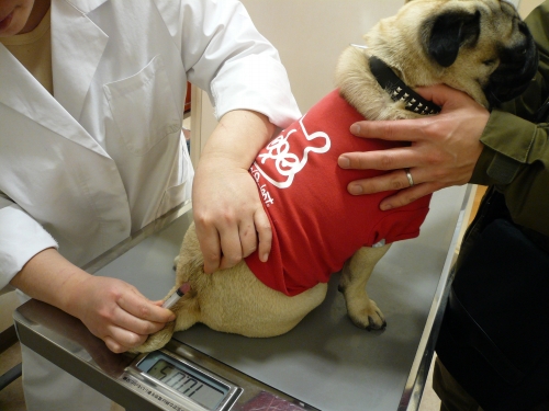 ワクチンアレルギー 顛末 Web Pug