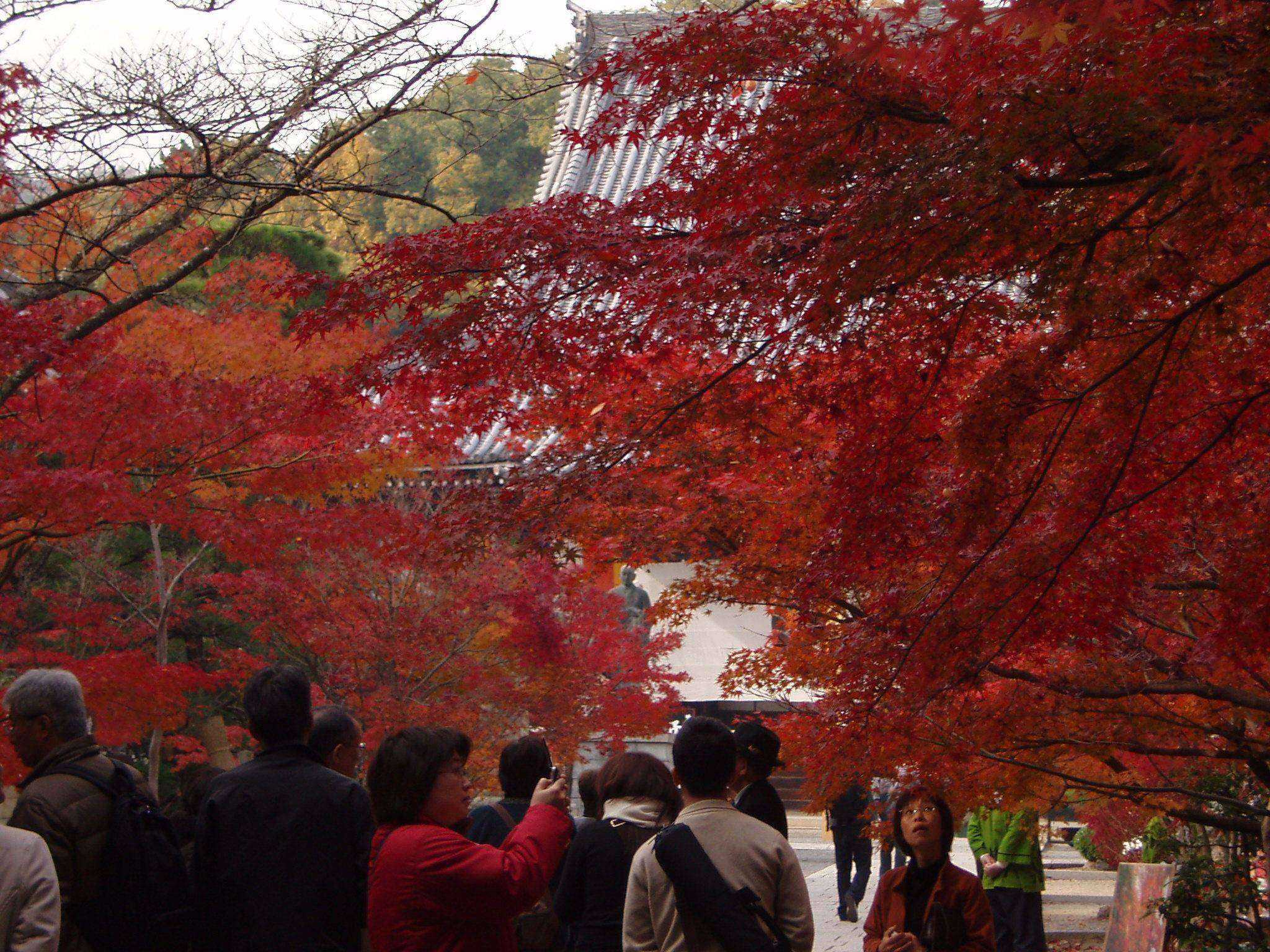 紅葉を求めて　京都旅行　最終日　写真集_f0095431_1353113.jpg