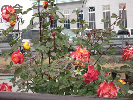 e0110940_21244928.jpg