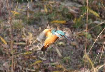 e0077041_22423076.gif