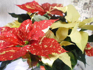 c0118352_1128859.jpg