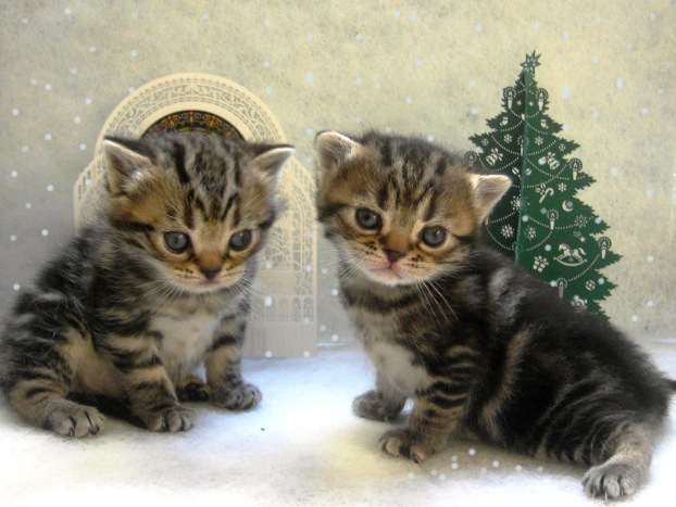 Christmas Eveのこねこ 俺乃アメショ Christmas Eveのこねこ 俺乃アメショ