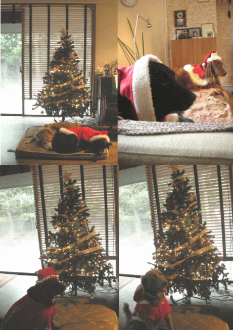 c0017311_11102753.gif