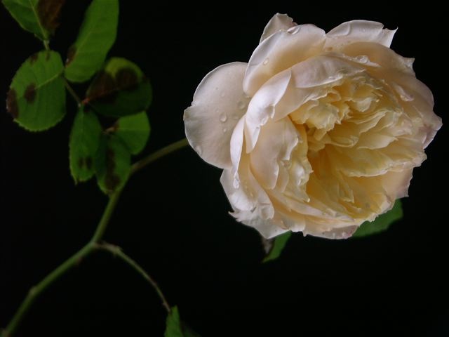 e0044929_22133825.jpg