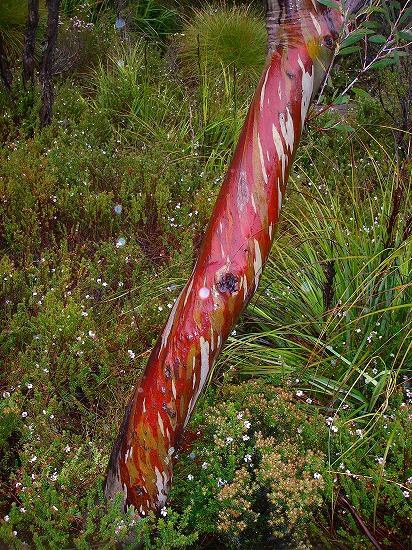 Summer or Winter?_f0050534_11391773.jpg