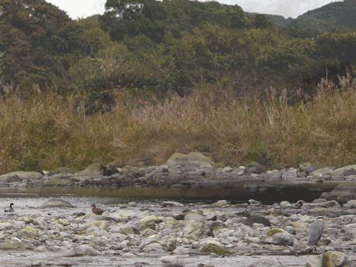 a0056140_2312659.gif