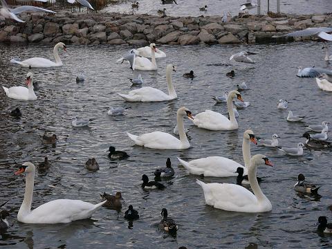 関西屈指の野鳥のオアシス、昆陽池公園_b0063958_22594627.jpg