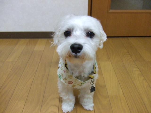 b0103668_18163639.jpg