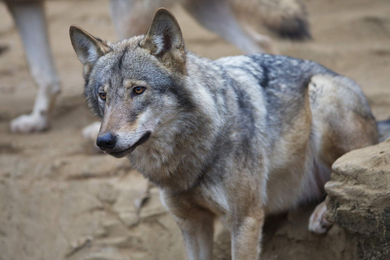 多摩動物公園215_e0060169_744866.jpg