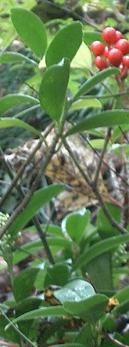 ミヤマシキミ(深山樒)、アケボノミヤマシキミ(曙深山樒)_c0085874_22445467.jpg