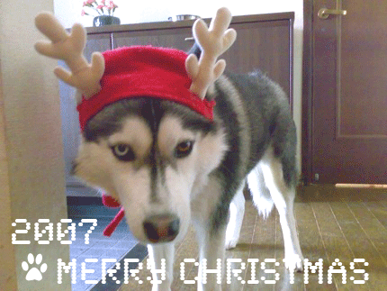 【Merry  Christmas!】_d0087675_11241268.gif