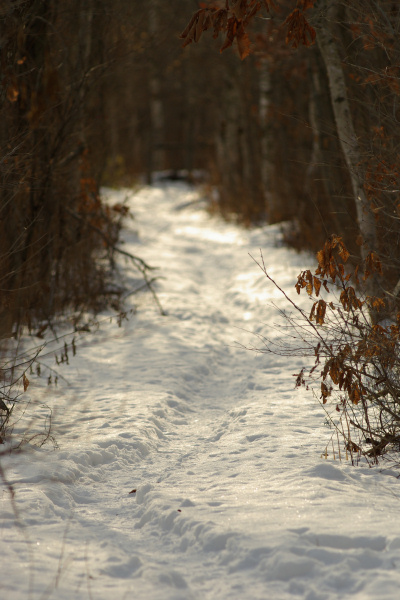 e0051186_65598.jpg