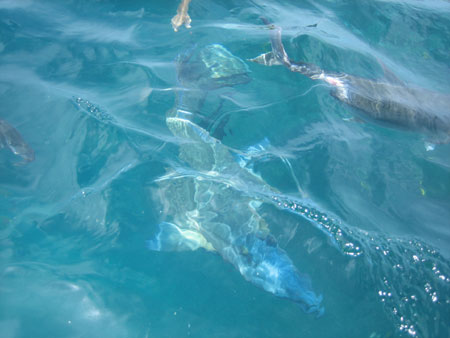 e0013405_1326146.jpg