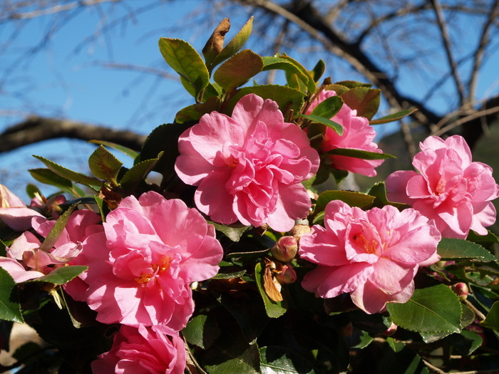 山茶花（さざんか）_c0116915_23353284.jpg