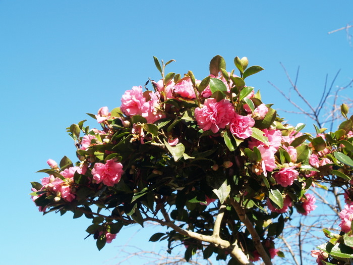 山茶花（さざんか）_c0116915_23365383.jpg