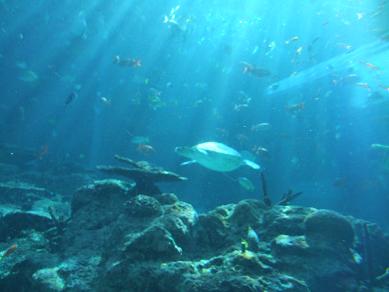 ☆　ジョージョ、初めての美ら海水族館へ！　☆_e0103133_20183087.jpg