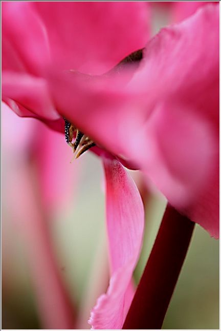 シクラメンの花咲き頃_e0052135_1954613.jpg