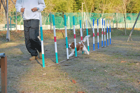 c0136838_114511.gif