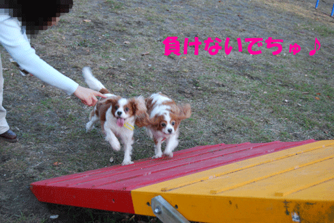 c0136838_1154392.gif