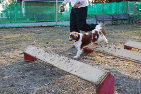 c0136838_1185450.gif