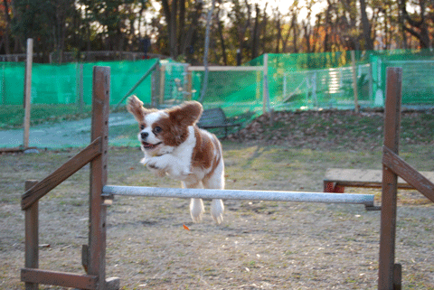 c0136838_1195386.gif