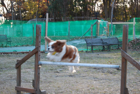 c0136838_1202954.gif