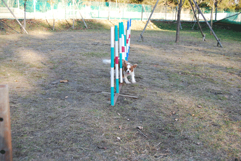 c0136838_121371.gif